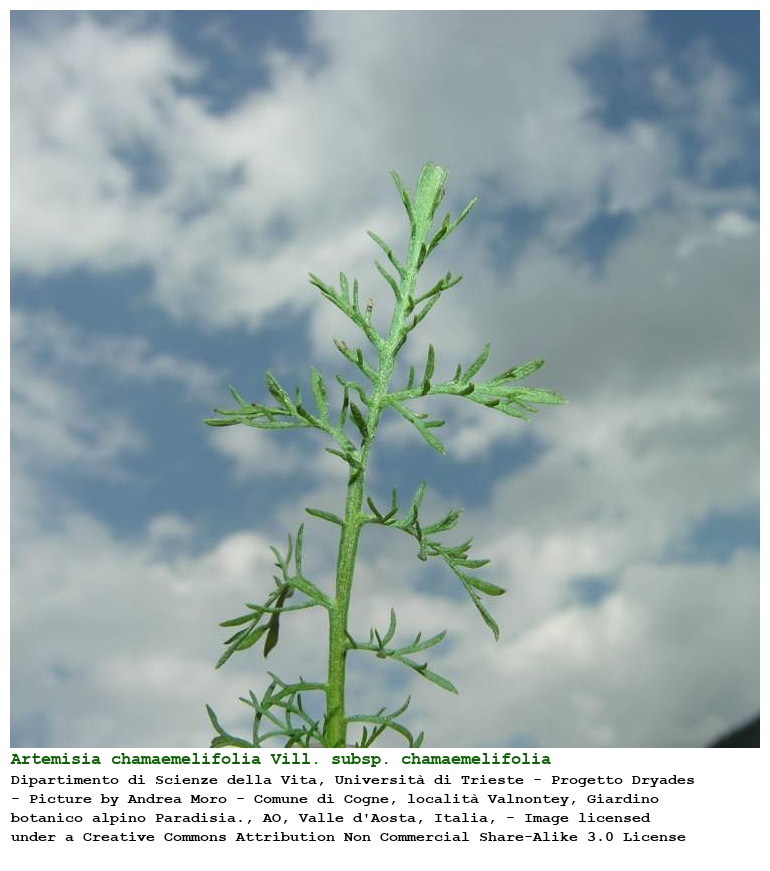 Artemisia chamaemelifolia Vill. subsp. chamaemelifolia
